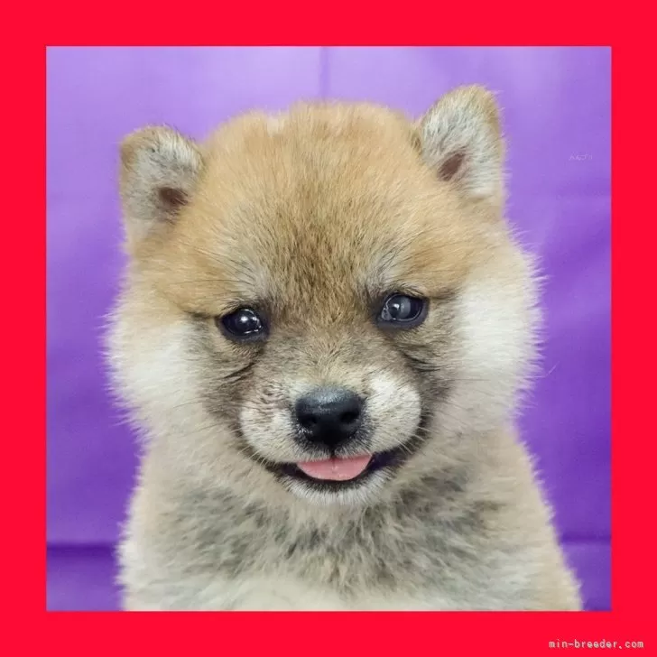 ID：2506-01158の子犬