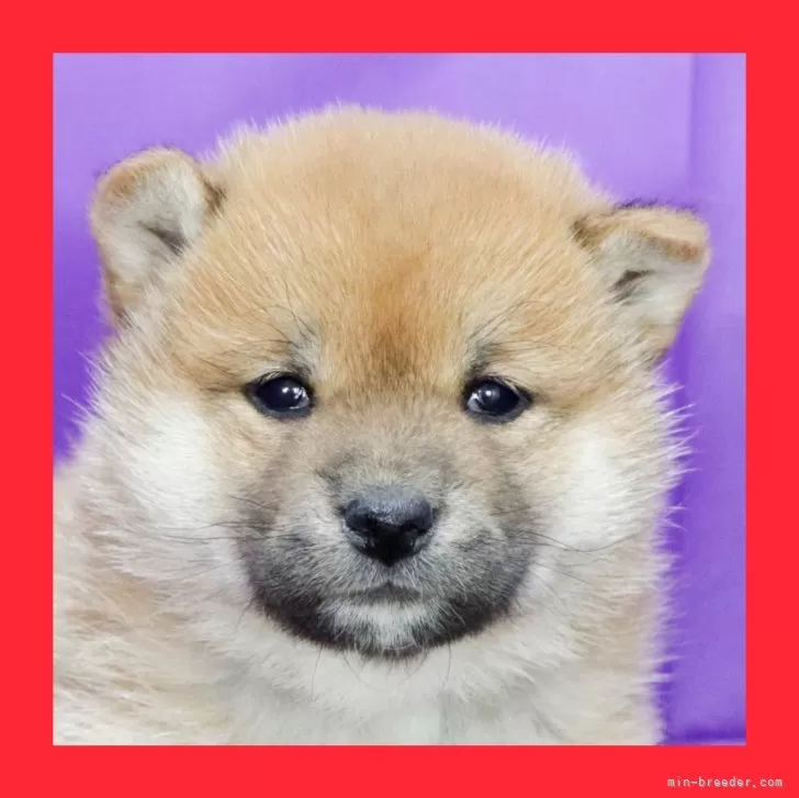 ID:2503-00500の子犬