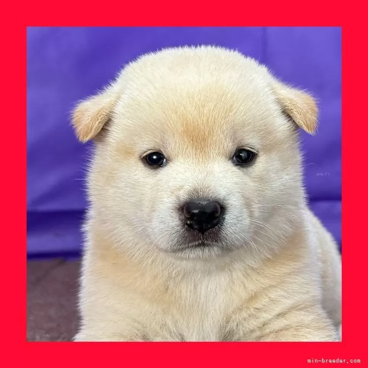 ID:2507-01547の子犬