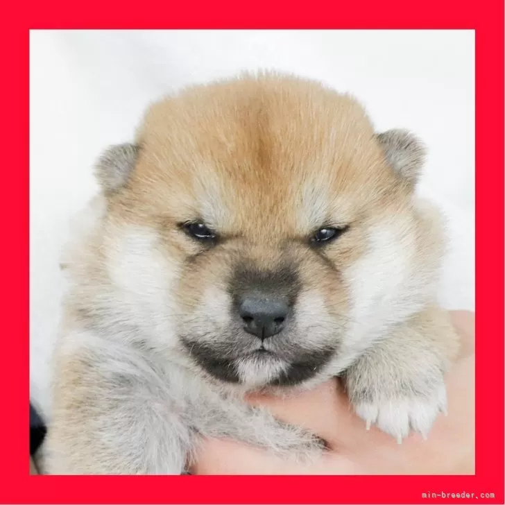 柴犬(標準サイズ)【徳島県・男の子・2025年10月23日・赤】の写真1「綺麗な毛色の赤柴です」