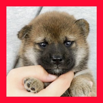 柴犬(標準サイズ)【徳島県・女の子・2025年7月31日・赤】の写真「●●徳島と愛知と千葉でのご見学が可能です●●」