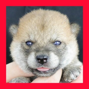 柴犬(標準サイズ)【徳島県・女の子・2025年7月31日・赤】の写真「●●徳島と愛知と千葉でのご見学が可能です●●」