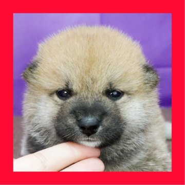 柴犬(標準サイズ)【徳島県・男の子・2025年8月19日・赤】の写真「●●徳島と愛知と千葉でのご見学が可能です●●」