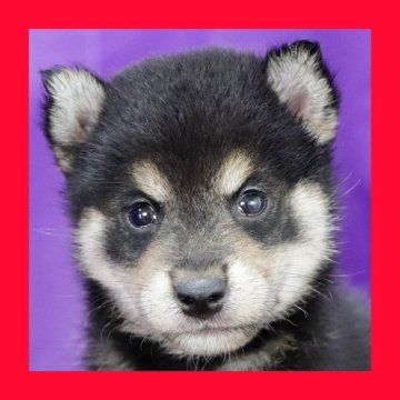 柴犬(標準サイズ)【徳島県・男の子・2025年7月28日・黒】の写真「●●徳島と愛知と千葉でのご見学が可能です●●」