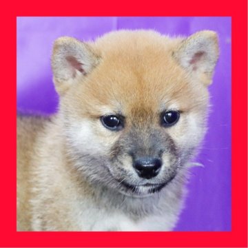 柴犬(標準サイズ)【徳島県・男の子・2025年8月19日・赤】の写真「●●徳島と愛知と千葉でのご見学が可能です●●」