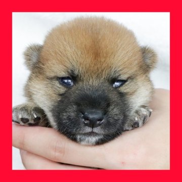 柴犬(標準サイズ)【徳島県・女の子・2025年7月27日・赤】の写真「●●徳島と愛知と千葉でのご見学が可能です●●」