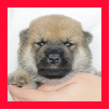 柴犬(標準サイズ)【徳島県・男の子・2025年9月12日・赤】の写真「●●徳島と愛知と千葉でのご見学が可能です●●」