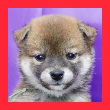 柴犬(標準サイズ)【徳島県・女の子・2025年6月23日・赤】の写真「●●徳島と愛知と千葉でのご見学が可能です●●」