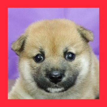 柴犬(標準サイズ)【徳島県・女の子・2025年7月5日・赤】の写真「●●徳島と愛知と千葉でのご見学が可能です●●」