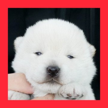 柴犬(標準サイズ)【徳島県・女の子・2025年1月19日・白】の写真「●●徳島と愛知と千葉でのご見学が可能です●●」