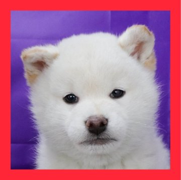 柴犬(標準サイズ)【徳島県・男の子・2025年1月19日・白】の写真「●●徳島と愛知と千葉でのご見学が可能です●●」