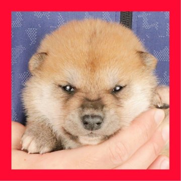 柴犬(標準サイズ)【徳島県・男の子・2025年11月9日・赤】の写真「●●徳島と愛知と千葉でのご見学が可能です●●」