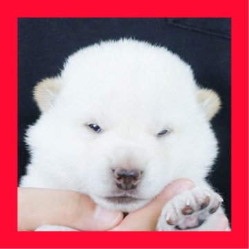 柴犬(標準サイズ)【徳島県・男の子・2025年9月8日・白】の写真「●●徳島と愛知と千葉でのご見学が可能です●●」