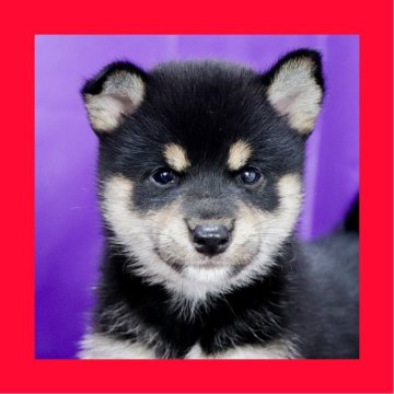 柴犬(標準サイズ)【徳島県・女の子・2025年8月1日・黒】の写真「●●徳島と愛知と千葉でのご見学が可能です●●」