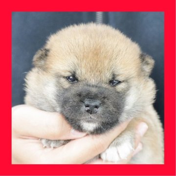 柴犬(標準サイズ)【徳島県・女の子・2025年10月11日・赤】の写真「●●徳島と愛知と千葉でのご見学が可能です●●」