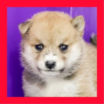 豆柴【徳島県・女の子・2025年10月5日・赤】の写真「豆柴●●徳島と愛知と千葉でのご見学が可能です」