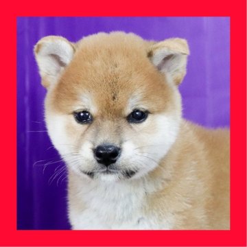 柴犬(標準サイズ)【徳島県・男の子・2025年8月4日・赤】の写真「●●徳島と愛知と千葉でのご見学が可能です●●」