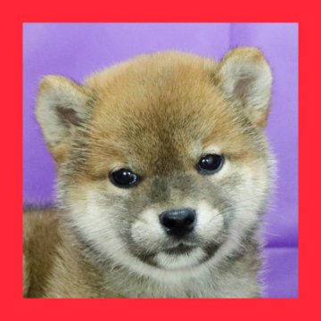 柴犬(標準サイズ)【徳島県・男の子・2025年6月23日・赤】の写真「●●徳島と愛知と千葉でのご見学が可能です●●」