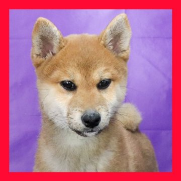 柴犬(標準サイズ)【徳島県・女の子・2025年3月7日・赤】の写真「●●徳島と愛知と千葉でのご見学が可能です●●」
