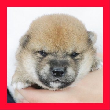 柴犬(標準サイズ)【徳島県・女の子・2025年10月23日・赤】の写真「●●徳島と愛知と千葉でのご見学が可能です●●」