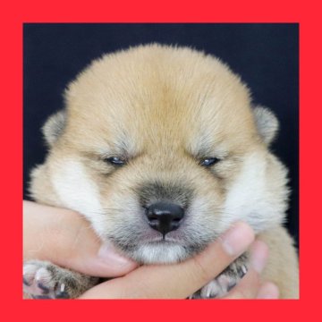 柴犬(標準サイズ)【徳島県・男の子・2025年7月17日・赤】の写真「●●徳島と愛知と千葉でのご見学が可能です●●」