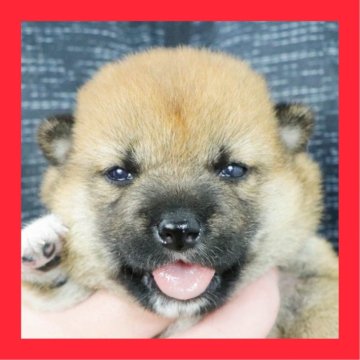 柴犬(標準サイズ)【徳島県・女の子・2025年7月5日・赤】の写真「●●徳島と愛知と千葉でのご見学が可能です●●」
