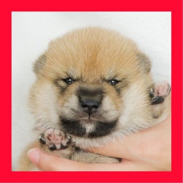 柴犬(標準サイズ)【徳島県・男の子・2025年9月12日・赤】の写真「●●徳島と愛知と千葉でのご見学が可能です●●」