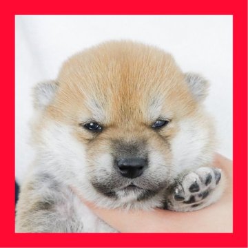 柴犬(標準サイズ)【徳島県・男の子・2025年10月23日・赤】の写真「●●徳島と愛知と千葉でのご見学が可能です●●」