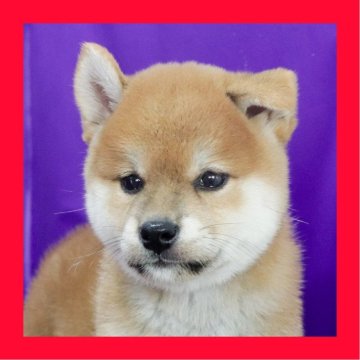 柴犬(標準サイズ)【徳島県・男の子・2025年8月4日・赤】の写真「●●徳島と愛知と千葉でのご見学が可能です●●」