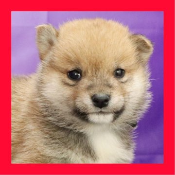 柴犬(豆柴)【徳島県・男の子・2025年10月5日・赤】の写真「豆柴●●徳島と愛知と千葉でのご見学が可能です」