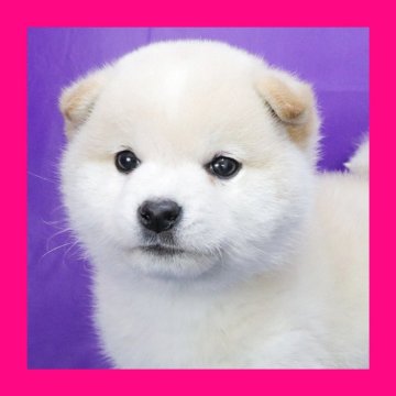 柴犬(標準サイズ)【徳島県・男の子・2025年3月31日・白】の写真「●●徳島と愛知と千葉でのご見学が可能です●●」