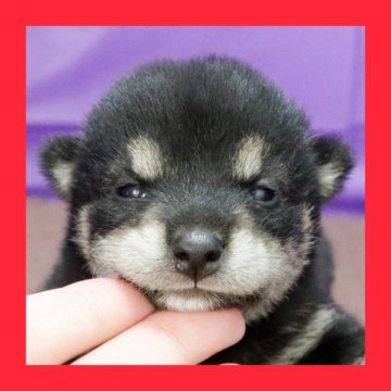 柴犬(標準サイズ)【徳島県・男の子・2025年7月15日・黒】の写真「●●徳島と愛知と千葉でのご見学が可能です●●」