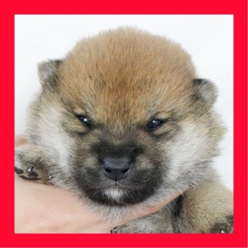 柴犬(標準サイズ)【徳島県・男の子・2025年10月23日・赤】の写真「●●徳島と愛知と千葉でのご見学が可能です●●」