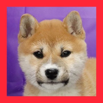 柴犬(標準サイズ)【徳島県・女の子・2024年12月27日・赤】の写真「●●徳島と愛知と千葉でのご見学が可能です●●」