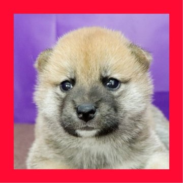 柴犬(標準サイズ)【徳島県・女の子・2025年8月19日・赤】の写真「●●徳島と愛知と千葉でのご見学が可能です●●」