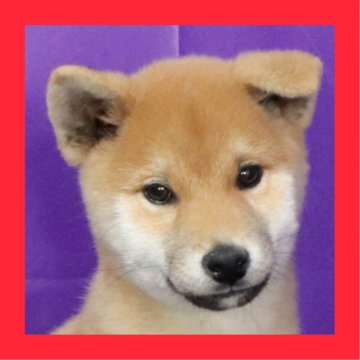 柴犬(標準サイズ)【徳島県・男の子・2024年8月24日・赤】の写真「●●徳島と愛知と千葉でのご見学が可能です●●」