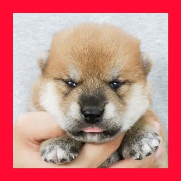 柴犬(標準サイズ)【徳島県・男の子・2025年8月4日・赤】の写真「●●徳島と愛知と千葉でのご見学が可能です●●」