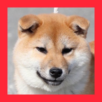 柴犬(標準サイズ)【徳島県・男の子・2024年10月8日・赤】の写真「●●徳島と愛知と千葉でのご見学が可能です●●」