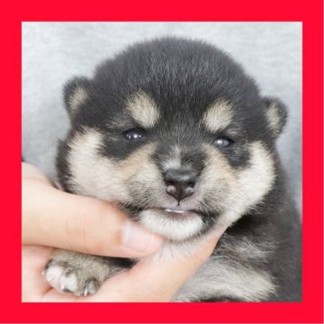 柴犬(豆柴)【徳島県・女の子・2025年9月1日・黒】の写真「●●徳島と愛知と千葉でのご見学が可能です●●」