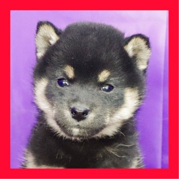 柴犬(標準サイズ)【徳島県・男の子・2025年10月31日・黒】の写真「●●徳島と愛知と千葉でのご見学が可能です●●」