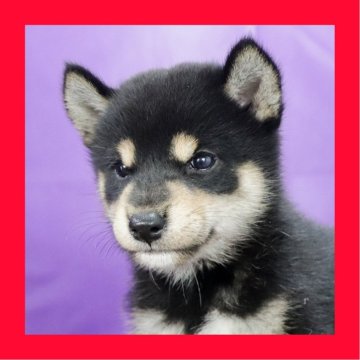 柴犬(標準サイズ)【徳島県・男の子・2025年8月1日・黒】の写真「●●徳島と愛知と千葉でのご見学が可能です●●」