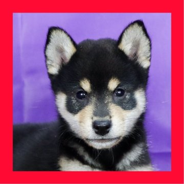 柴犬(標準サイズ)【徳島県・男の子・2025年7月28日・黒】の写真「小ぶり●●徳島と愛知と千葉でのご見学が可能です●●」