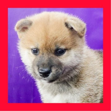 柴犬(標準サイズ)【徳島県・男の子・2025年8月19日・赤】の写真「●●徳島と愛知と千葉でのご見学が可能です●●」