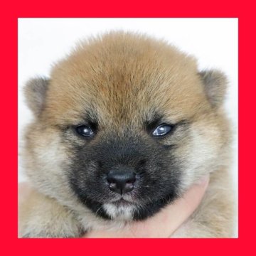 柴犬(標準サイズ)【徳島県・女の子・2025年7月27日・赤】の写真「●●徳島と愛知と千葉でのご見学が可能です●●」
