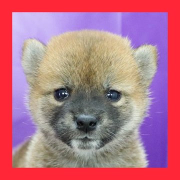 柴犬(標準サイズ)【徳島県・女の子・2025年6月23日・赤】の写真「●●徳島と愛知と千葉でのご見学が可能です●●」