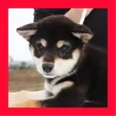 柴犬(標準サイズ)