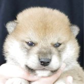 柴犬(標準サイズ)