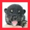 柴犬(標準サイズ)