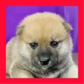 柴犬(標準サイズ)