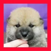 柴犬(標準サイズ)